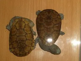 蛇颈龟暴毙