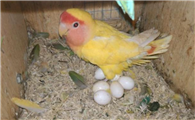 母鹦鹉下蛋了公鸟保护蛋