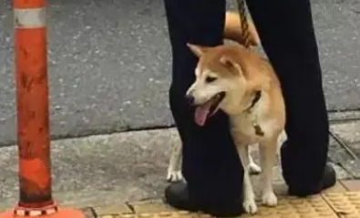 柴犬走丢被日本警察捡到，摇身一变成警犬？狗：我也是公务员啦？