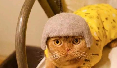 猫咪掉毛正好被主人当成毛发来源,每日看着毛发叹气,会不会秃啊 猫咪掉毛正好被主人当成毛发来源,每日看着毛发叹气,会不会秃啊