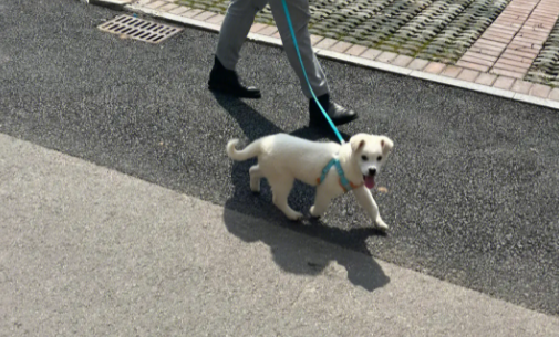 "双向奔赴"的狗狗绊倒主人该谁担责