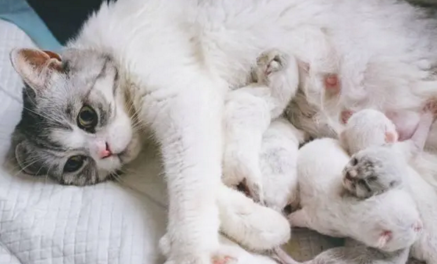 怎么确认猫生完了 怎么确认猫生完了