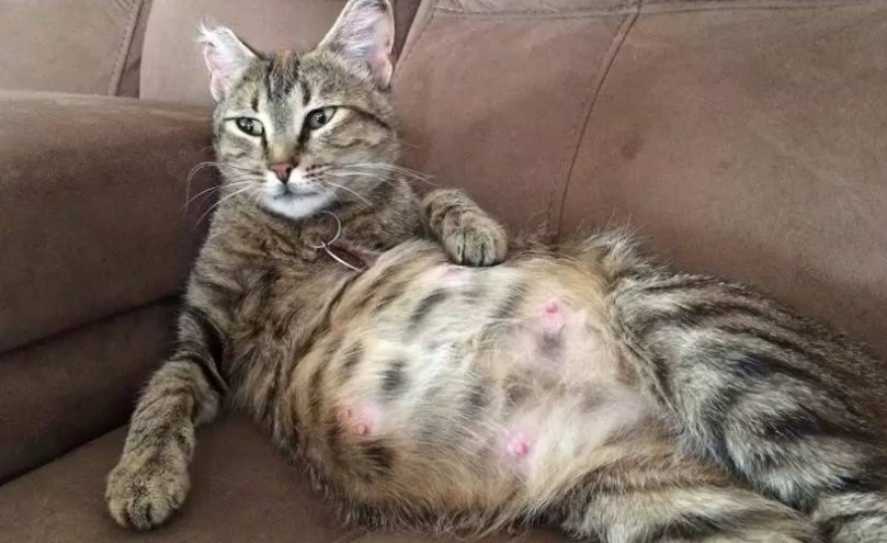 怎么判断母猫怀孕 怎么判断母猫怀孕