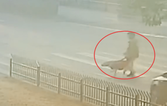 导盲犬引导盲人女孩过马路，被汽车撞倒之前，它挺身而出挡在前面 