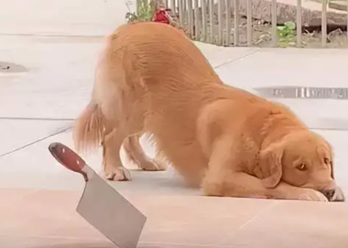 幼犬被主人打吓到了