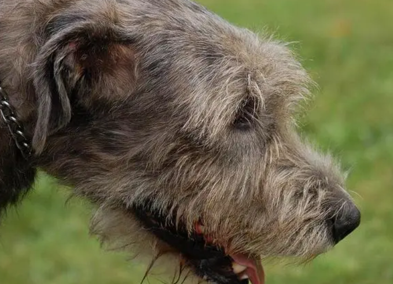 爱尔兰猎狼犬好养吗？千万不能让它“发福”