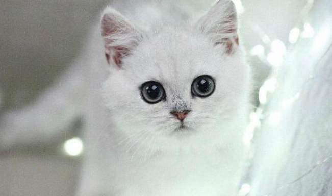 银白猫是什么品种