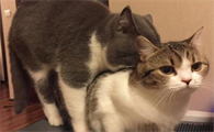 养公猫麻烦还是养母猫麻烦