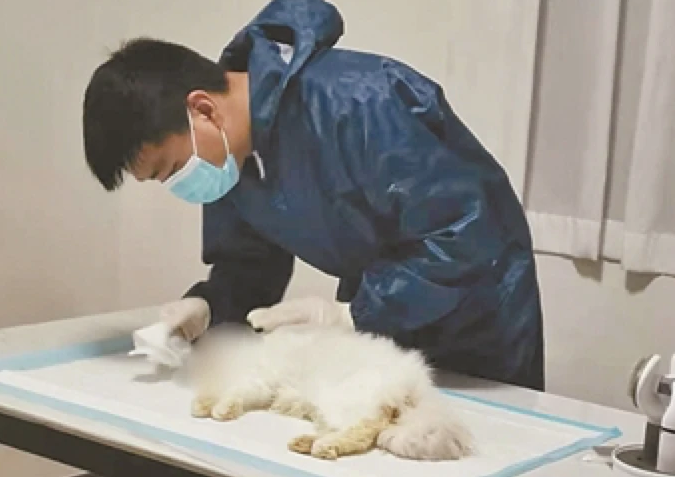 宁波宠物殡葬业亟待规范 七成%“铲屎官”选择将宠物尸体随意丢弃或掩埋 宁波宠物殡葬业亟待规范 七成%“铲屎官”选择将宠物尸体随意丢弃或掩埋