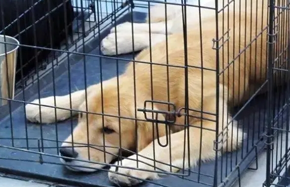 幼犬不想在笼子里老叫怎么办