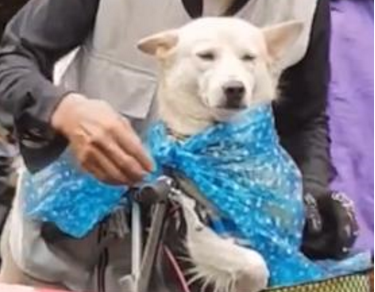 突然下雨了，老爷爷给狗狗戴帽子，老爷爷：可不能淋湿了！