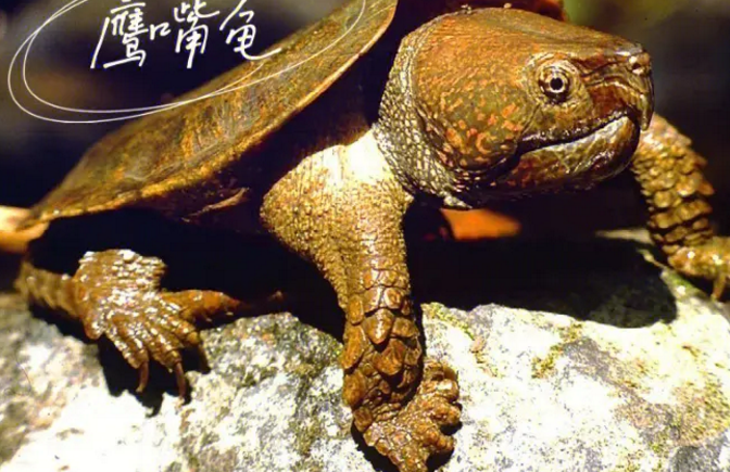 野生鹰嘴龟一般在哪里