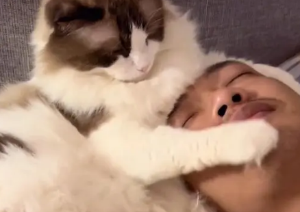 小猫喜欢踩脸