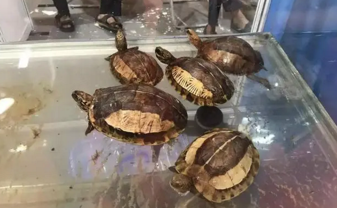 为什么锯缘龟苗子贵