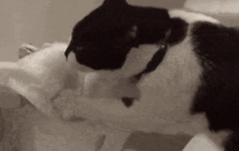 猫咪喜欢撕纸巾玩,是纸的错?还是喵的锅? 猫咪喜欢撕纸巾玩,是纸的错?还是喵的锅?