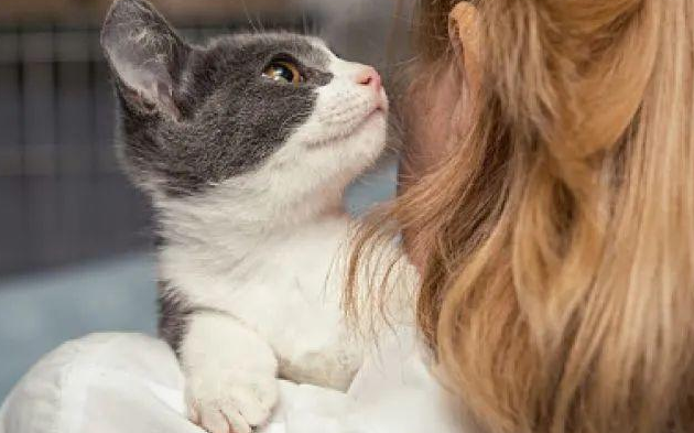 小猫为啥爱往头发里钻 小猫为啥爱往头发里钻