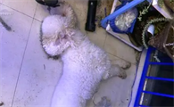 60段开水烫死比熊犬