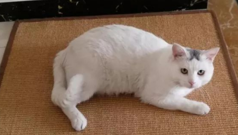 怎样判断猫咪发完情了