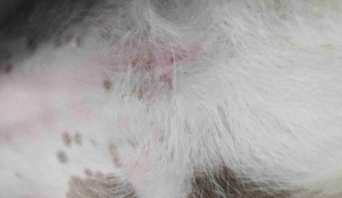 小狗身上长癣怎么办