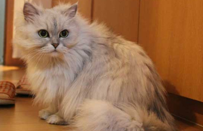 怎么知道猫咪有没有怀孕