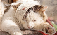 小猫应激反应有哪些表现