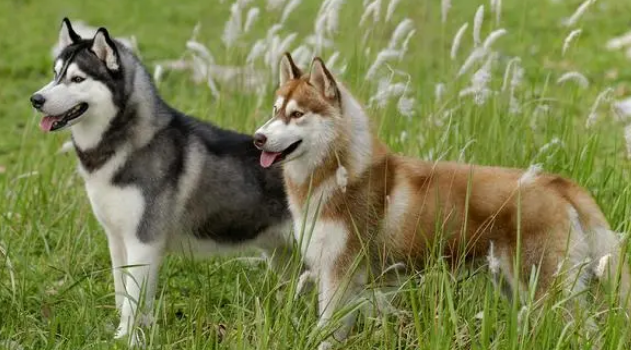 宠物狗系列之西伯利亚雪橇犬