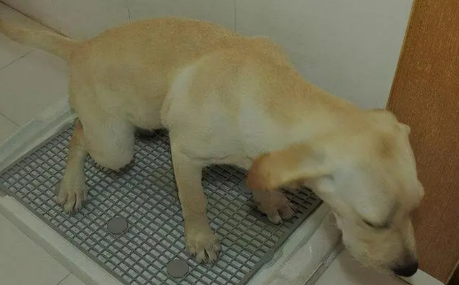 训练狗狗大小便妙招 训练狗狗大小便妙招