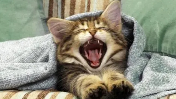 小猫咪一直叫个不停是怎么回事 小猫咪一直叫个不停是怎么回事