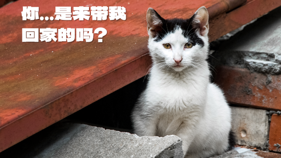 被遗弃在垃圾桶的TA，遇见了“爱捡破烂的神”！