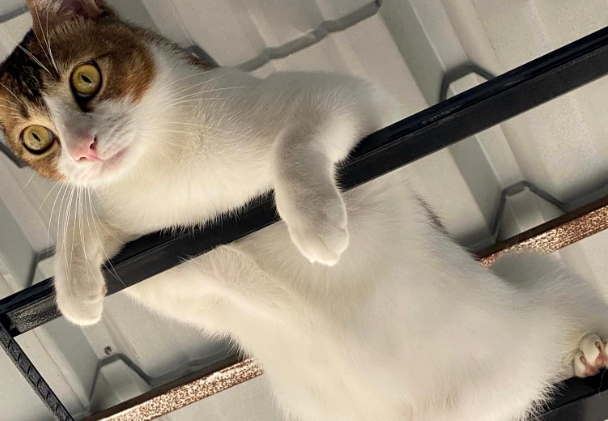 全家出动一起找猫找不到,快绝望时一抬头...啊?在这? 全家出动一起找猫找不到,快绝望时一抬头...啊?在这?