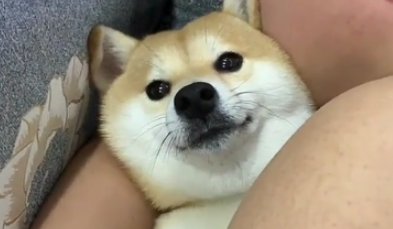 看男友抱柴犬睡觉主人吃醋,结果它还“抛媚眼”,网友:宣誓主权 看男友抱柴犬睡觉主人吃醋,结果它还“抛媚眼”,网友:宣誓主权