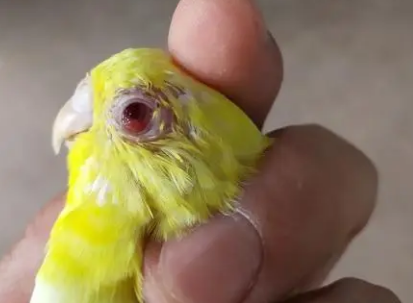 鹦鹉眼睛红肿 鹦鹉眼睛红肿