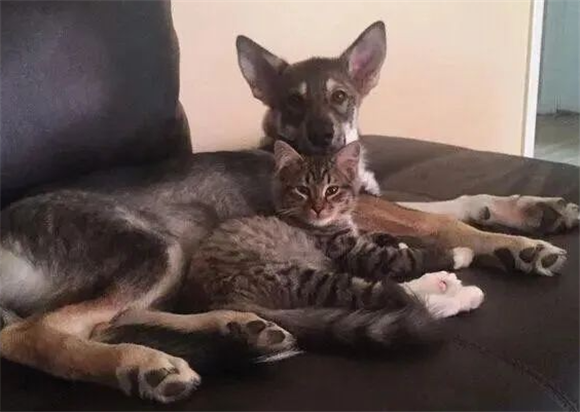 担心猫狗不合,就让小狗亲自去领养小猫,结果它俩好到主人吃醋:那我走? 担心猫狗不合,就让小狗亲自去领养小猫,结果它俩好到主人吃醋:那我走?