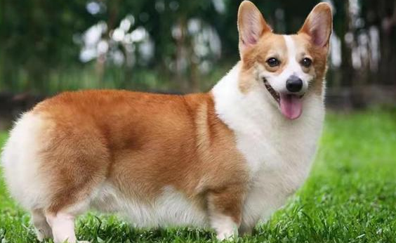 宠物百科 | 腿短要抱抱——威尔士柯基犬