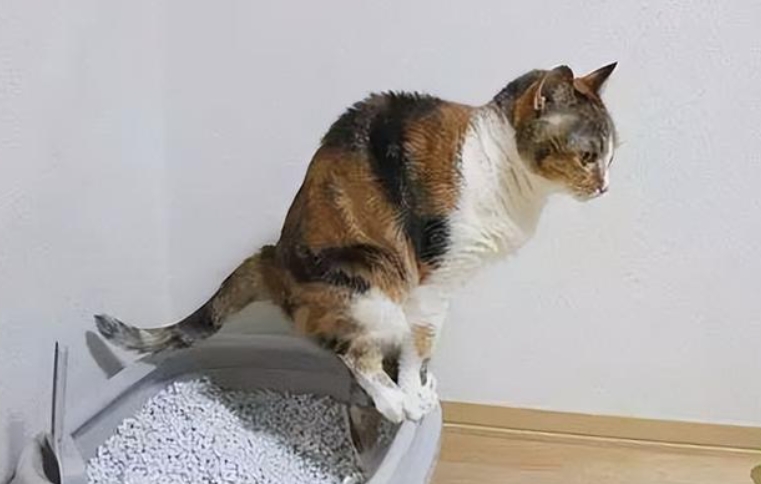 一个月的小猫多久排泄一次