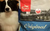 狗粮排行榜推荐品牌太多？那不妨直接选购原始猎食渴望品牌
