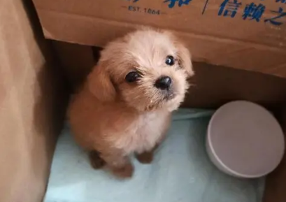 一个月小狗得冠状可以治好吗 一个月小狗得冠状可以治好吗