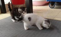 小猫怎么看公母