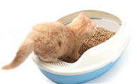 小猫多久可以开始训练用猫砂