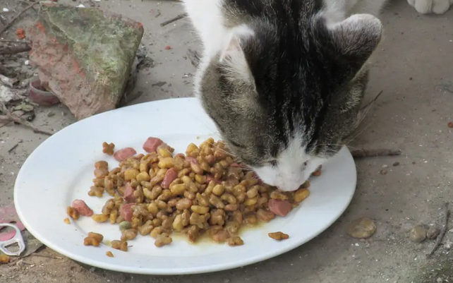 喂流浪猫廉价猫粮,有错吗? 喂流浪猫廉价猫粮,有错吗?