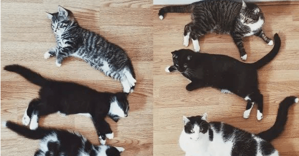 网友翻柜子时,竟翻出一大窝陌生的猫咪,问题是:我没养猫啊 网友翻柜子时,竟翻出一大窝陌生的猫咪,问题是:我没养猫啊