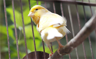 笼中的金丝雀鸟图片