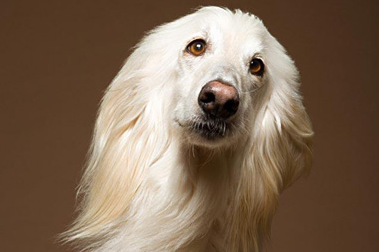 阿富汗猎犬怎么样？高贵而孤傲的气质