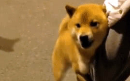 柴犬狗仗人势,抱着主人大腿才敢和边牧吵架,又凶又怂的动作亮了 柴犬狗仗人势,抱着主人大腿才敢和边牧吵架,又凶又怂的动作亮了