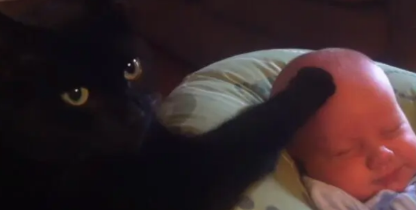 猫咪发现宝宝突然哭闹不停,主动上前做出这动作让人暖哭 猫咪发现宝宝突然哭闹不停,主动上前做出这动作让人暖哭