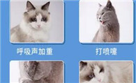 小猫感冒了打喷嚏流鼻涕吃什么药