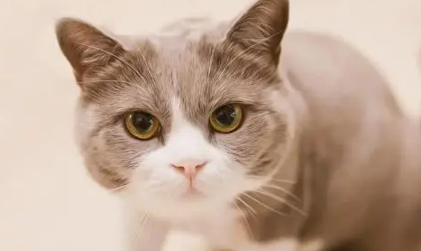 月黑风高的夜晚女孩猫垃圾桶动图 月黑风高的夜晚女孩猫垃圾桶动图