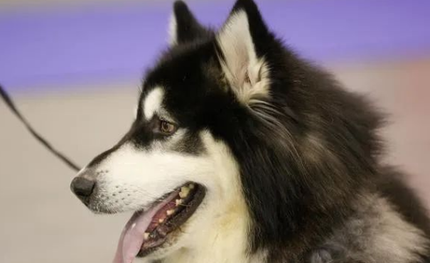 阿拉斯加犬如何看品相，一招看阿拉斯加犬品相！
