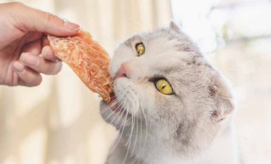 小猫可以吃什么人类食物 小猫可以吃什么人类食物