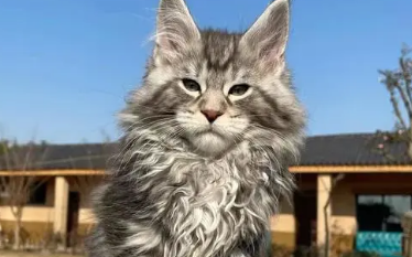 纯白缅因猫多少钱一只 纯白缅因猫多少钱一只
